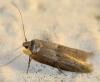 Blastobasis sp.